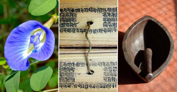 Dogwood School of Botanical Medicine | Ayurveda & Herbal Education Online