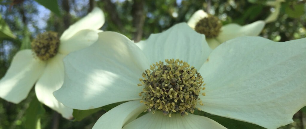dogwood_2016