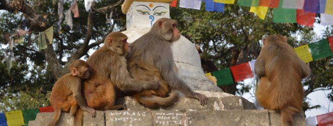 Day 3: Ayurveda in Nepal