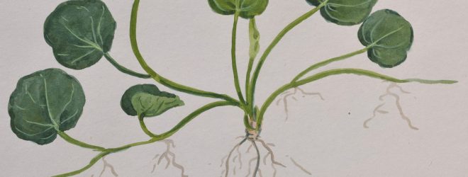 Dr. Mana’s watercolors