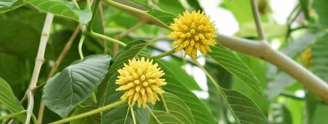 kratom-flowers-660x250.jpg