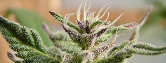 Cannabis and Ayurveda