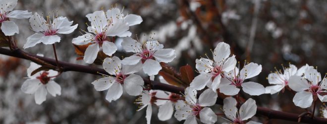 Full moon spring equinox herb gathering