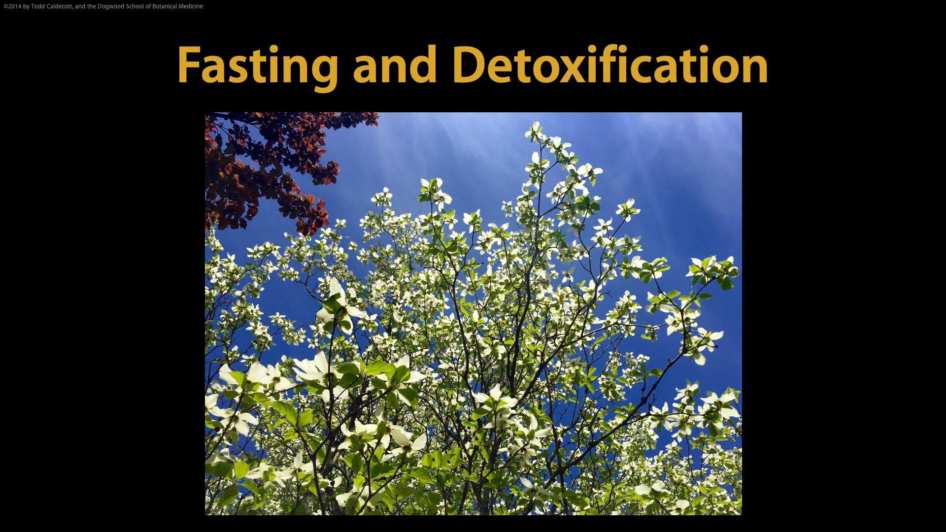 Fasting And Detoxification Food As Medicine Dogwood School Of