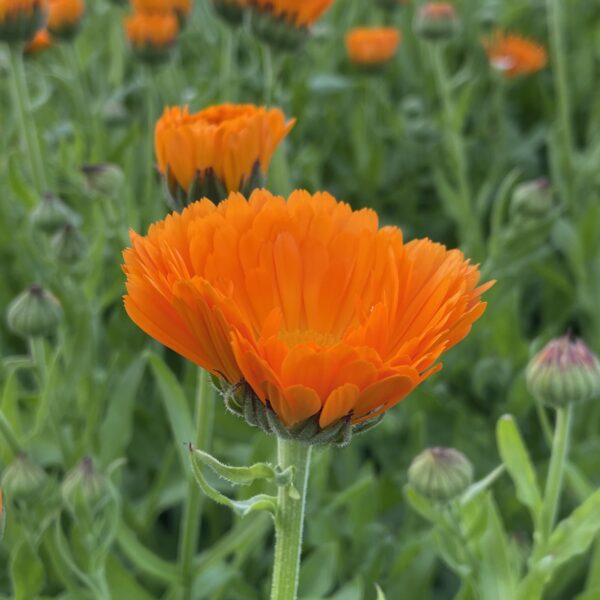 Calendula oil - Image 3