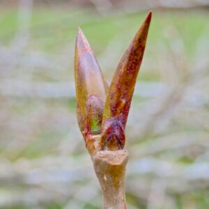 Balm of Gilead