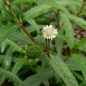 Bhringaraja taila